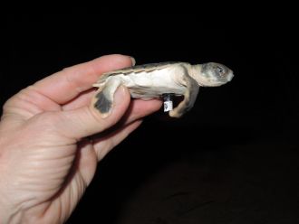 Turtle hatchling with acoustic tracker
