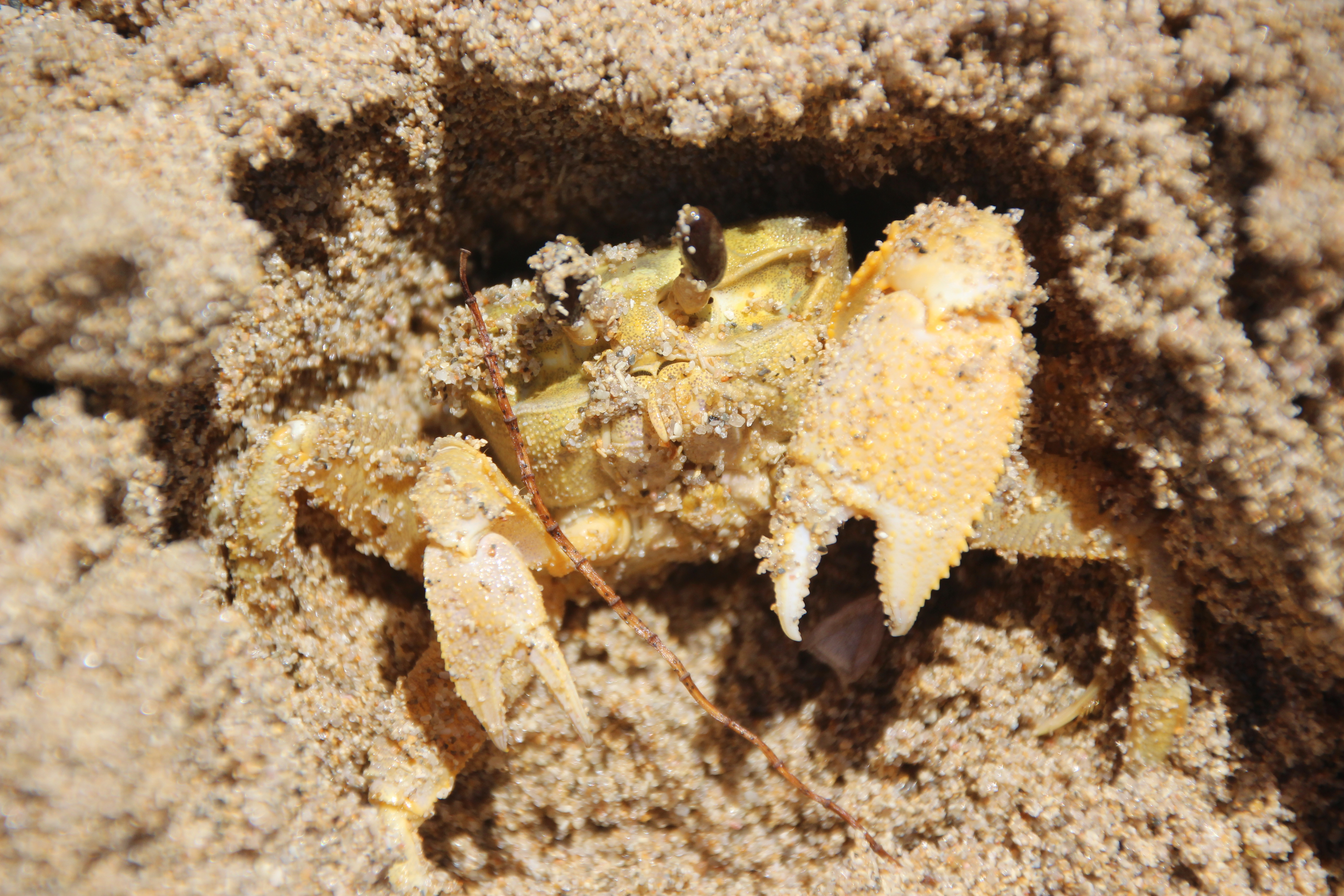 A golden ghost crab. Pic: Caitlin Rae