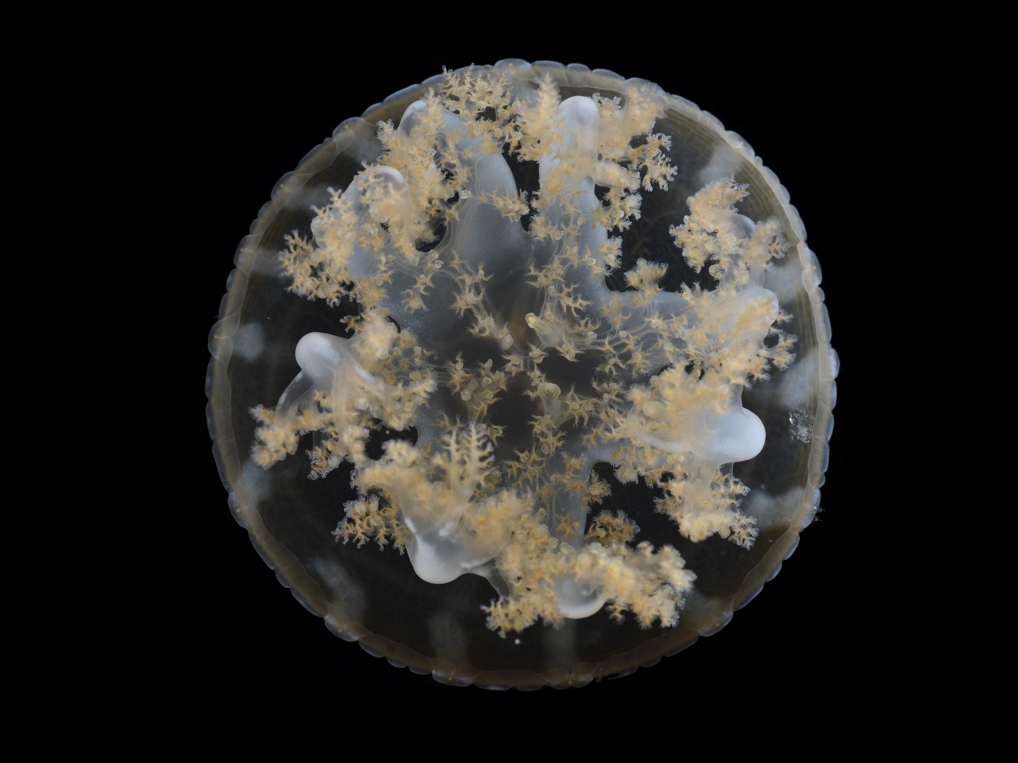 Young adult Cassiopea jellyfish. PHOTO: Allen Collins