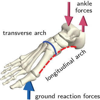 Schematic of the foot skeleton showing the arches and typical loading pattern