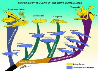 Evolutionary fish family tree 