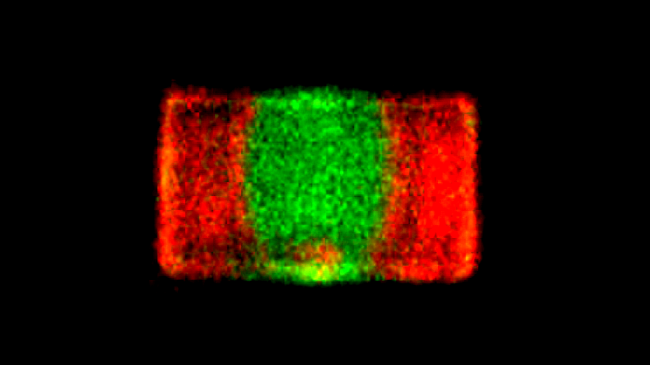 ARC Centre of Excellence in Exciton Science / Scanning confocal microscope image of a single mixed-halide perovskite crystal showing emission from mixed (green) and segregated (red) regions. The central region is exposed to intense light, which causes the halide-ions in this region to mix, generating green (540-570 nm) fluorescence. The red emission (>660 nm) is from phase-segregated perovskite driven by the low-intensity confocal microscope scanning laser.