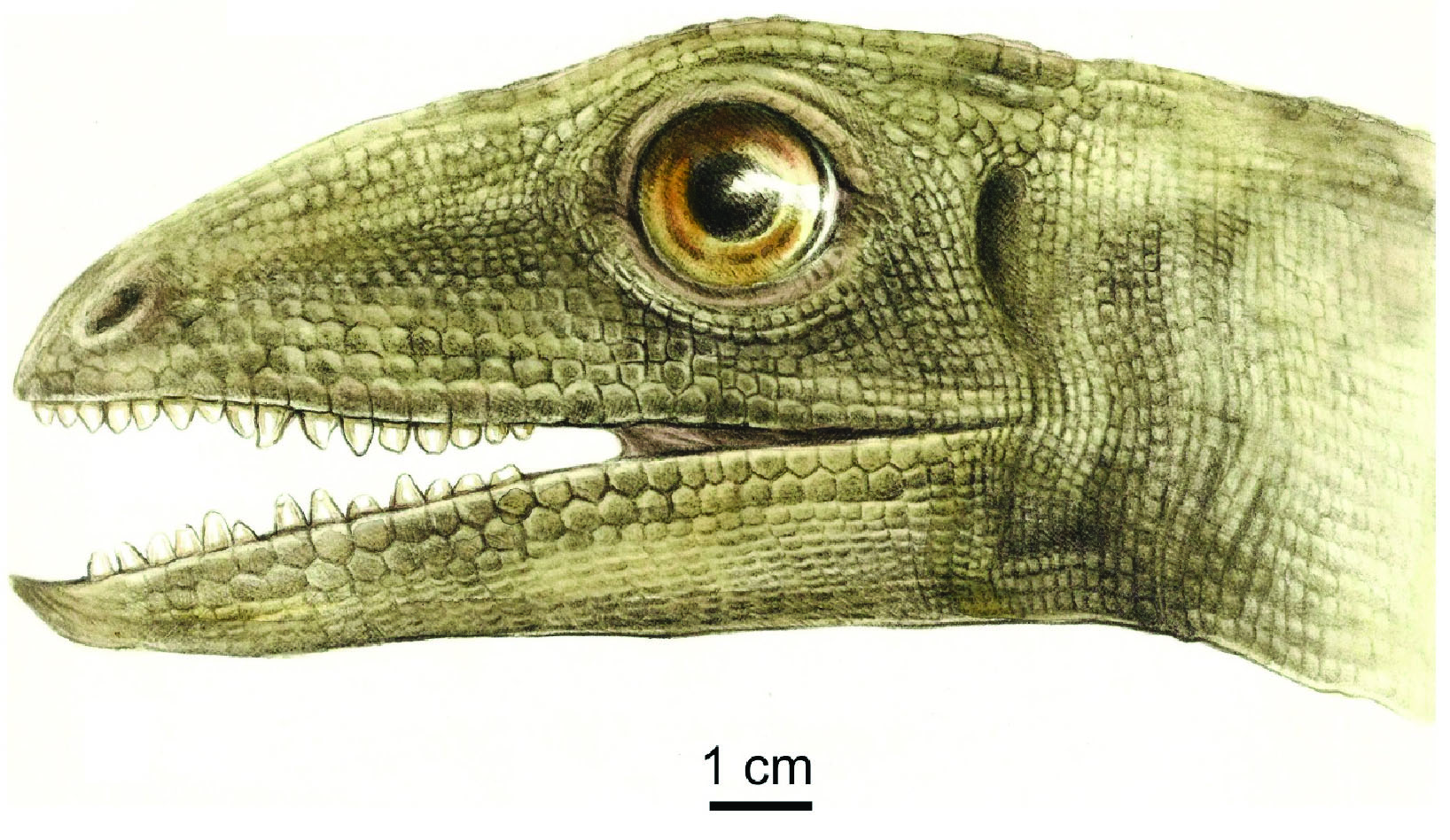 Artistic reconstruction of Silesaurus CREDIT Małgorzata Czaja