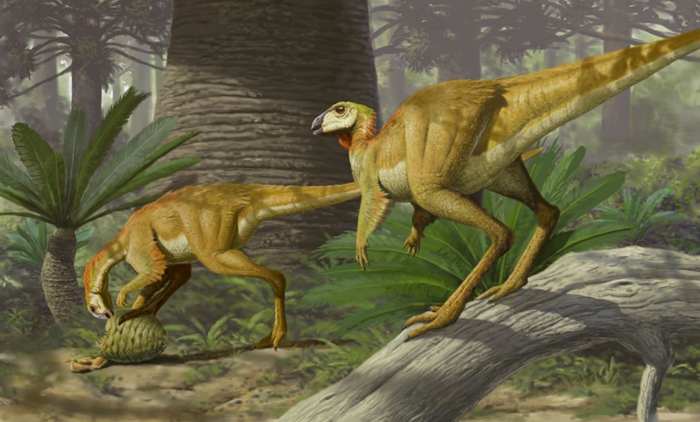 A reconstruction of what this small dinosaur may have looked like. Artist credit James McKinnon