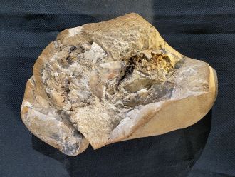 The Gogo fish fossil where the 380-million-year-old heart was discovered.
