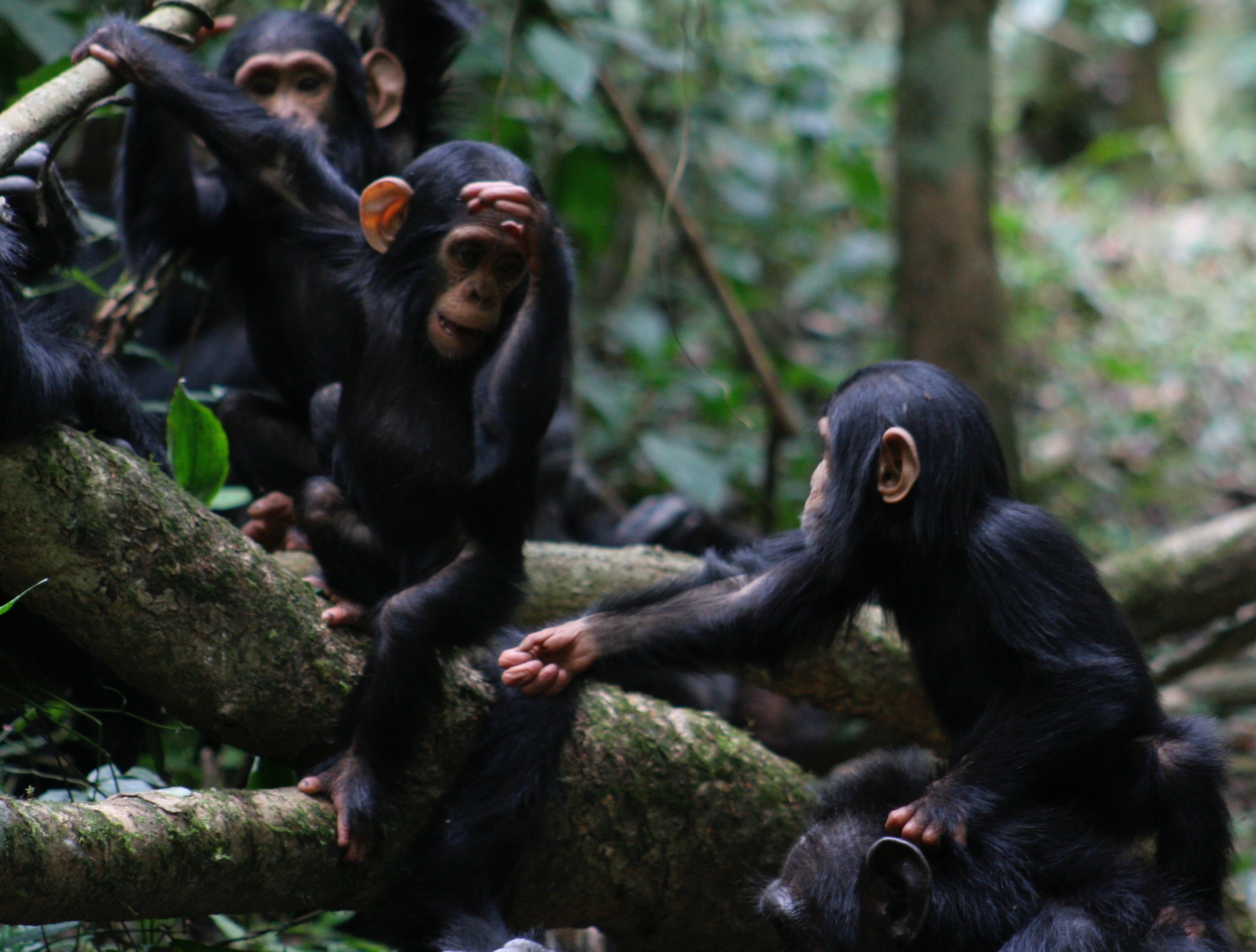 Chimpanzees use lots of different gestures to communicate, like this “reach” which they usually use to ask for food. Participants selected the right meaning for the reach gesture and were overall able to understand ape gestures. Catherine Hobaiter (CC-BY 4.0, https://creativecommons.org/licenses/by/4.0/)
