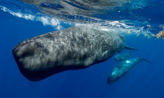 Sperm whale communication may be more complex than previously thought, according to international researchers who developed a ‘Sperm Whale Phonetic Alphabet’ after analysing recordings of about 60 different whales. The team say the communication system is much more complex than initially thought, and sperm whales can combine and modulate different clicks and rhythms to create combined structures with great information-carrying capacity, similar to human language. The team also found the combination and structure of the click sequences seemed to depend on the conversational context of the individuals. While the function and meaning is still unknown, the authors suggest that sperm whale language is potentially capable of representing a large number of possible meanings.