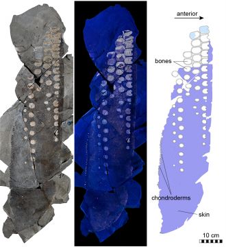 Fossil 1