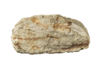 A fossil of the skeleton of Mirasaura