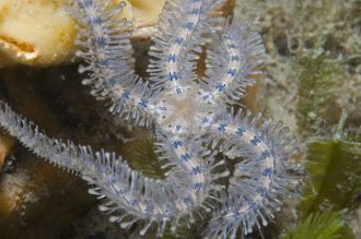 Ophiothrix spongicola
