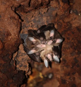 Social roosting of the spectral bats (Vampyrum spectrum).