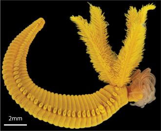 Image of the alvinellid worm, Paralvinella hessleri.
