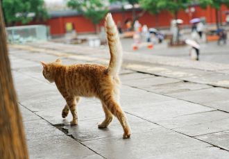 A survey of more than 2000 adults who had a cat or dog, or previously had one, has found that more than 70% thought leaving cats and dogs to roam freely is a problem. Researchers also looked at respondents' explanations about why they were concerned about roaming cats, finding the main reason was concern for the felines' welfare. They note the survey, conducted in 2019, was not necessarily representative of NZ as a whole—for example, most respondents were NZ European females—but say responses calling for more regulation and enforcement of rules show there's increasing awareness of the challenges around roaming cats.