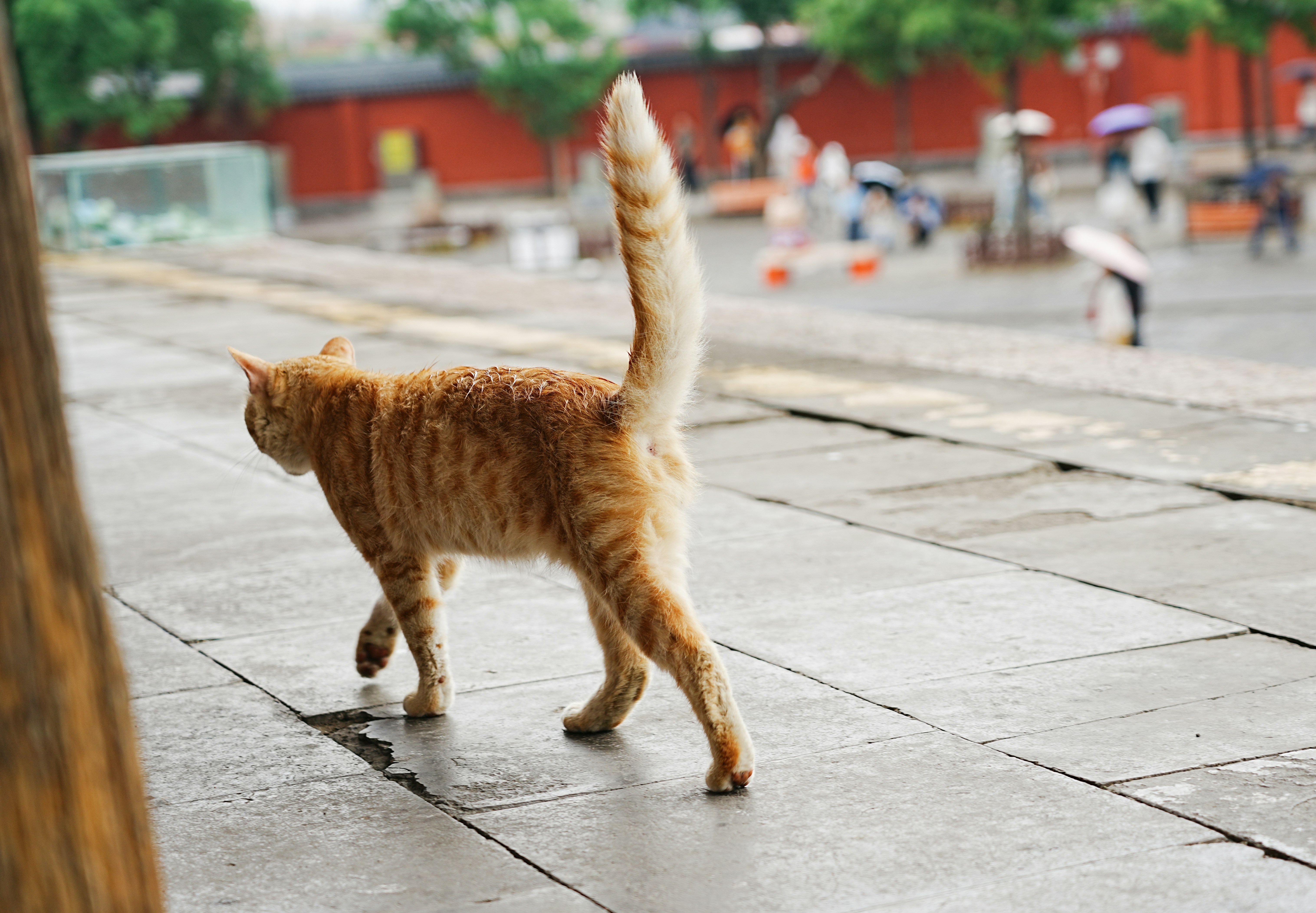 Photo by Wenying Yuan on Unsplash