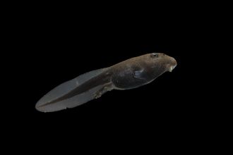 A canetoad tadpole