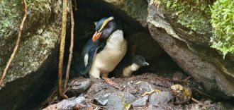 Tawaki