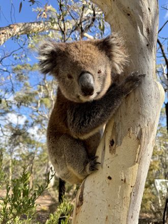 KI koala