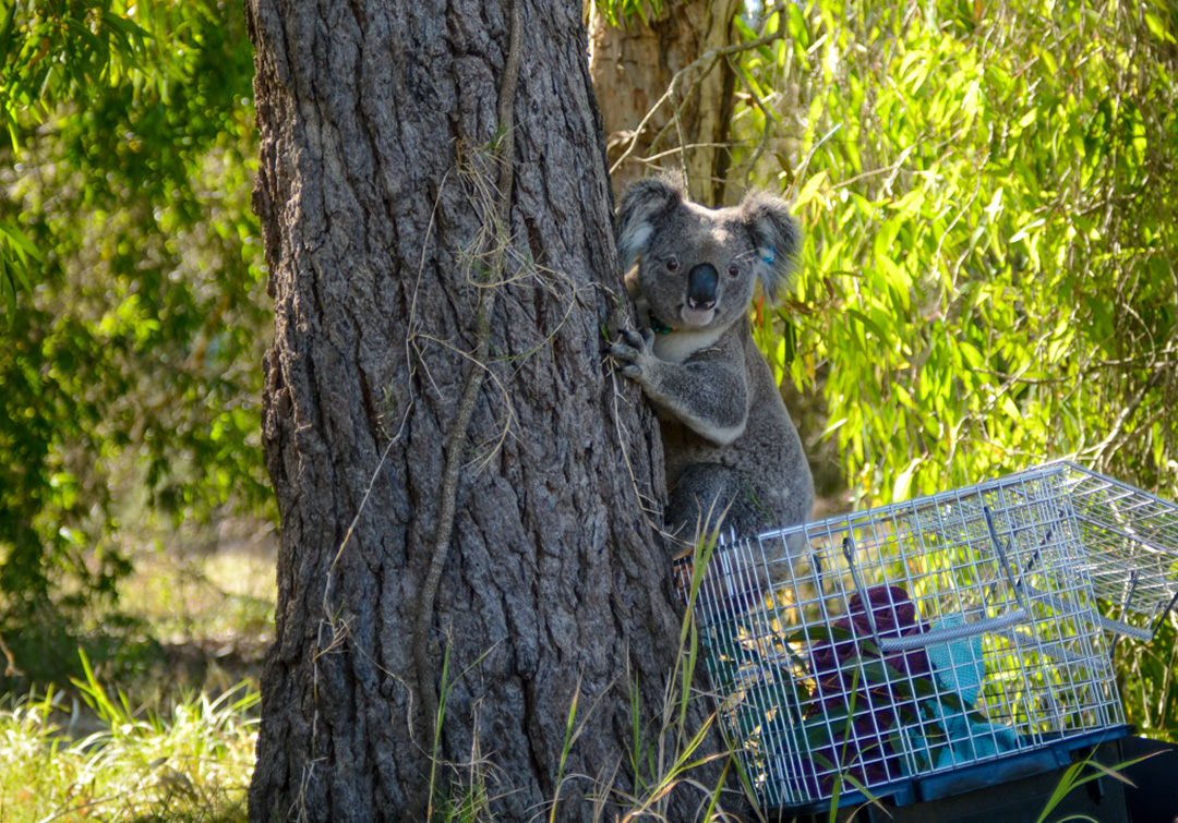Currumbin Wildlife Hospital