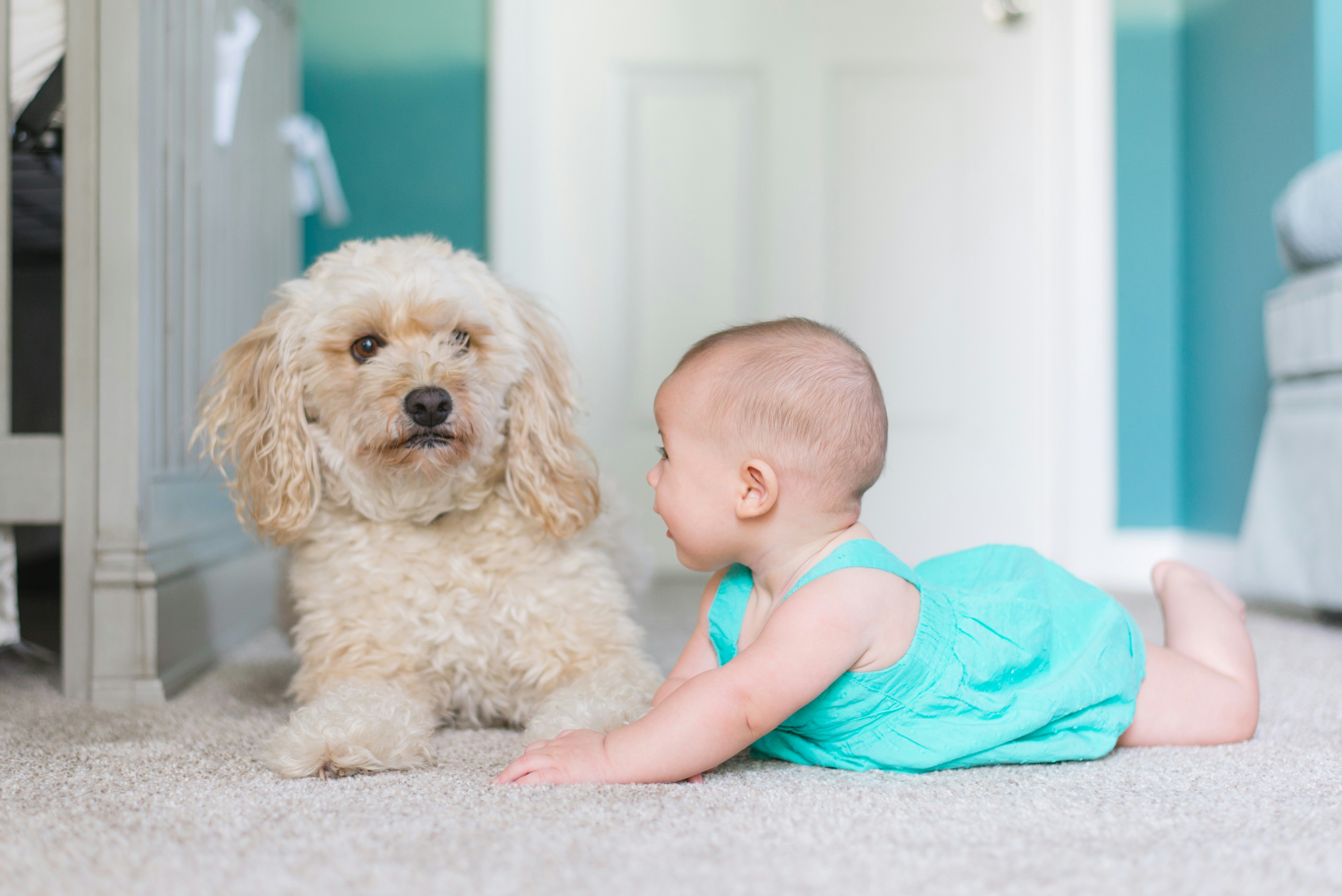 CC-0. https://unsplash.com/photos/baby-crawling-near-long-coated-brown-dog-near-door-EScCHx_ZR8Y