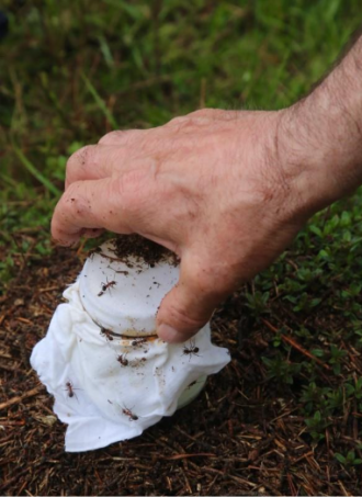 Retrieving ant-fermented milk