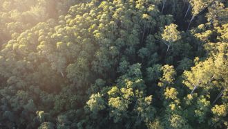 Blackbutt Forest, Coffs Harbour. Image: Patrick Norman