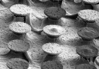 Re-entrant microstructures with SiO2 caps after cell culture.
