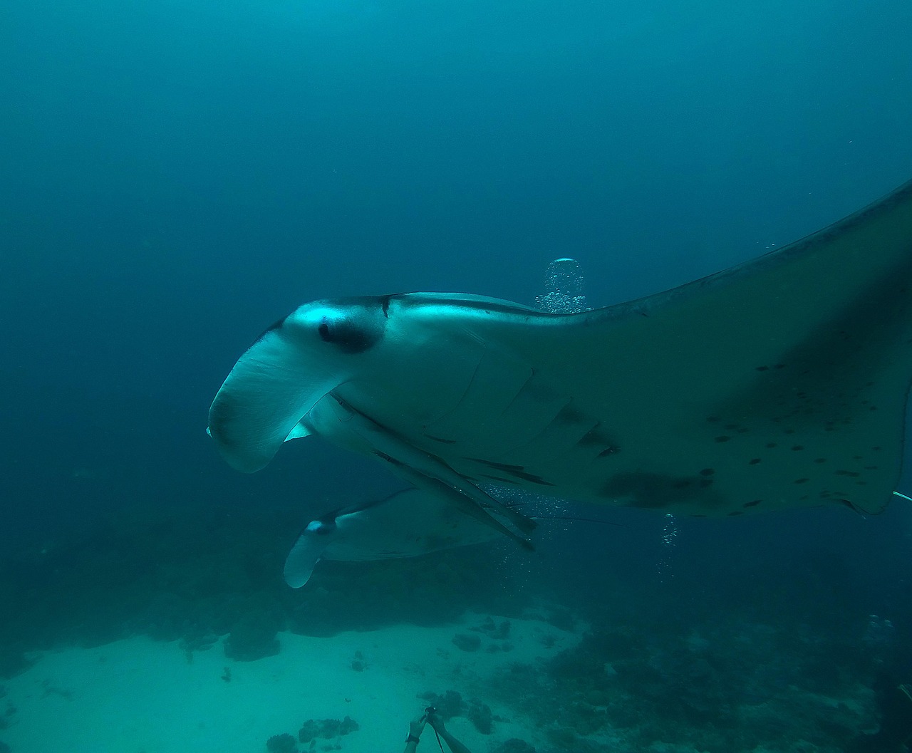 CC-0. https://pixabay.com/photos/maldives-manta-rays-dive-underwater-2369208/