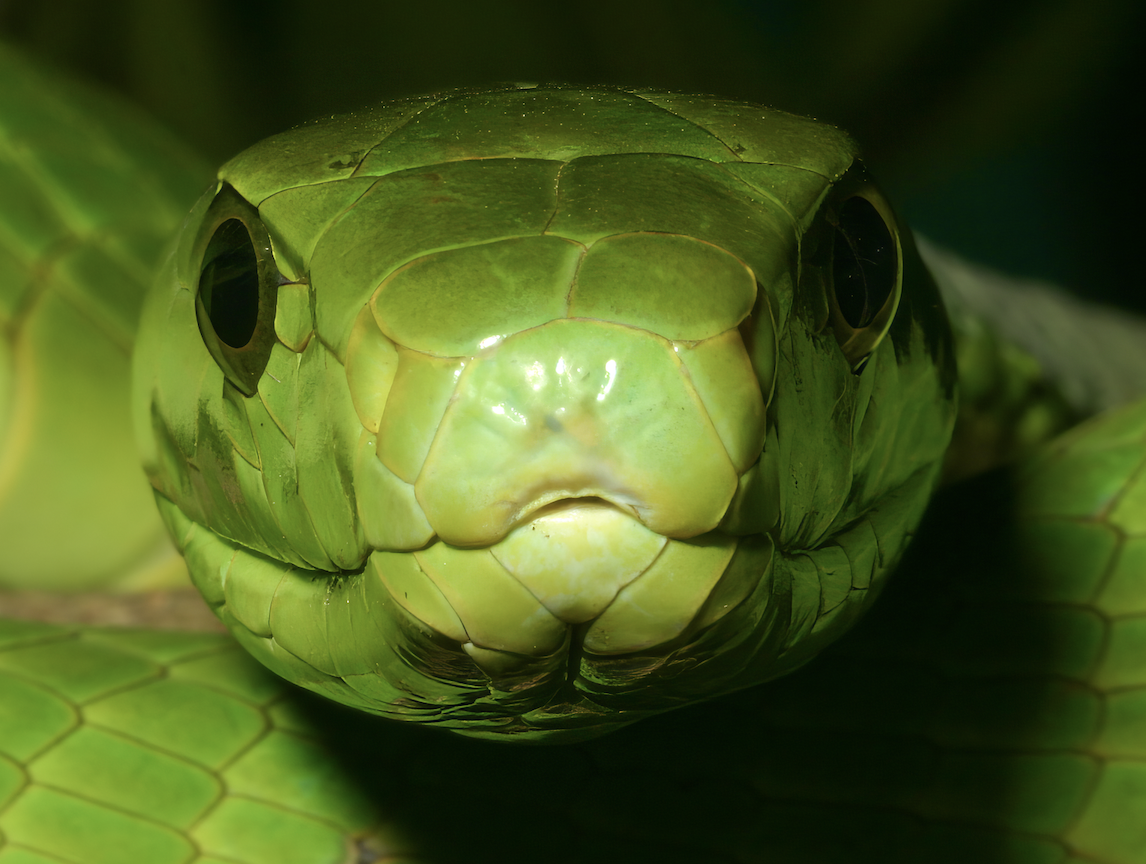 [cropped] Emerald Gaze: A close encounter with the intense stare of a green mamba (Dendroaspis angusticeps), revealing the intricate scales and vivid hue of this elusive forest predator. Credit: Wolfgang Wüster
