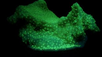 Autofluorescence in montipora fragment attaching to the substrate