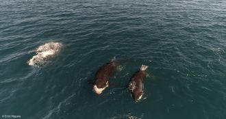 Orcas hunting white sharks