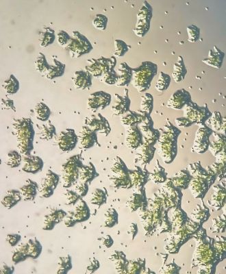 Moss spores germinating after space