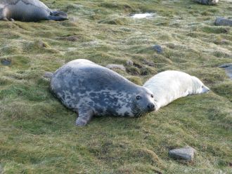 Grey seal mother and pup on the Isle of May, Scotland 