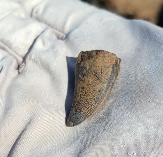 The mosasaur tooth found in Hell Creek discussed in this study.