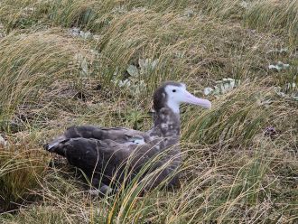 Albatross chick with satellite tracking device on back.