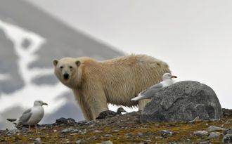 A polar bear looks past an assortment of seagulls and nesting birds to stare at 