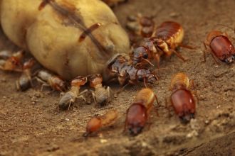 Termite queen being groomed by workers with the king alongside her.