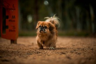 We all know that pugs, French bulldogs and bulldogs have trouble breathing, but what about the other breeds? International researchers compared 14 breeds with these usual suspects to understand what other dog breeds might be suffering from the wheezing, difficulty breathing and trouble exercising that comes with brachycephalic obstructive airway syndrome (BOAS). The authors found the Pekingese had a rate of BOAS similar to Bulldogs, with only 11% breathing freely. The Japanese Chin also fared poorly, with only 17.4% free of symptoms. Others, such as the King Charles Spaniel, Shih Tzu and Boston Terrier had between 25% and 50% of the dogs tested who were graded “zero” with few or no breathing issues, and the Cavalier King Charles Spaniel, Pomeranian, Boxer, Chihuahua and more fared best, with between 50% and 75% of dogs at grade zero. Within individual dogs, a very flat face, nostrils that collapsed when the dogs breathed in and a higher body condition (indicating a more overweight dog), were associated with BOAS risk.