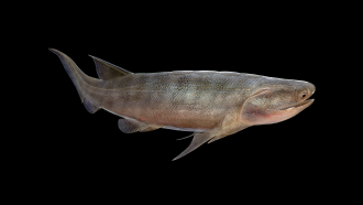 Life reconstruction of the oldest osteichthyan Eosteus chongqingensis
