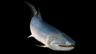 Life reconstruction of the biggest Silurian vertebrate Megamastax amblyodus