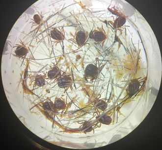 The world’s first lab-based feeding system for bush ticks, developed by researchers at the University of Melbourne, has transformed the study of ticks and how they transmit disease. The new, host-free technology reduces the need for animal experiments in tick studies, facilitating more ethical, reproducible research.