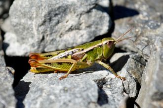Single female Sigaus nitidus
