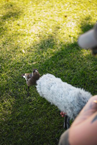 Dr Stephanie Mason with juvenile magpies 