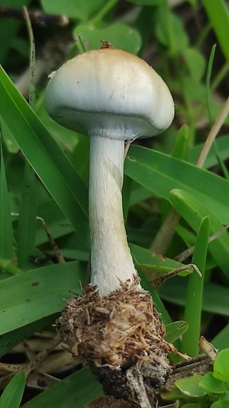 Psilocybe ochraceocentrata