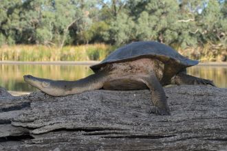 Broadshelled turtles at the site
