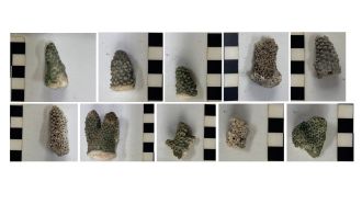 Branch coral samples