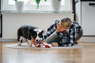 A dog playing