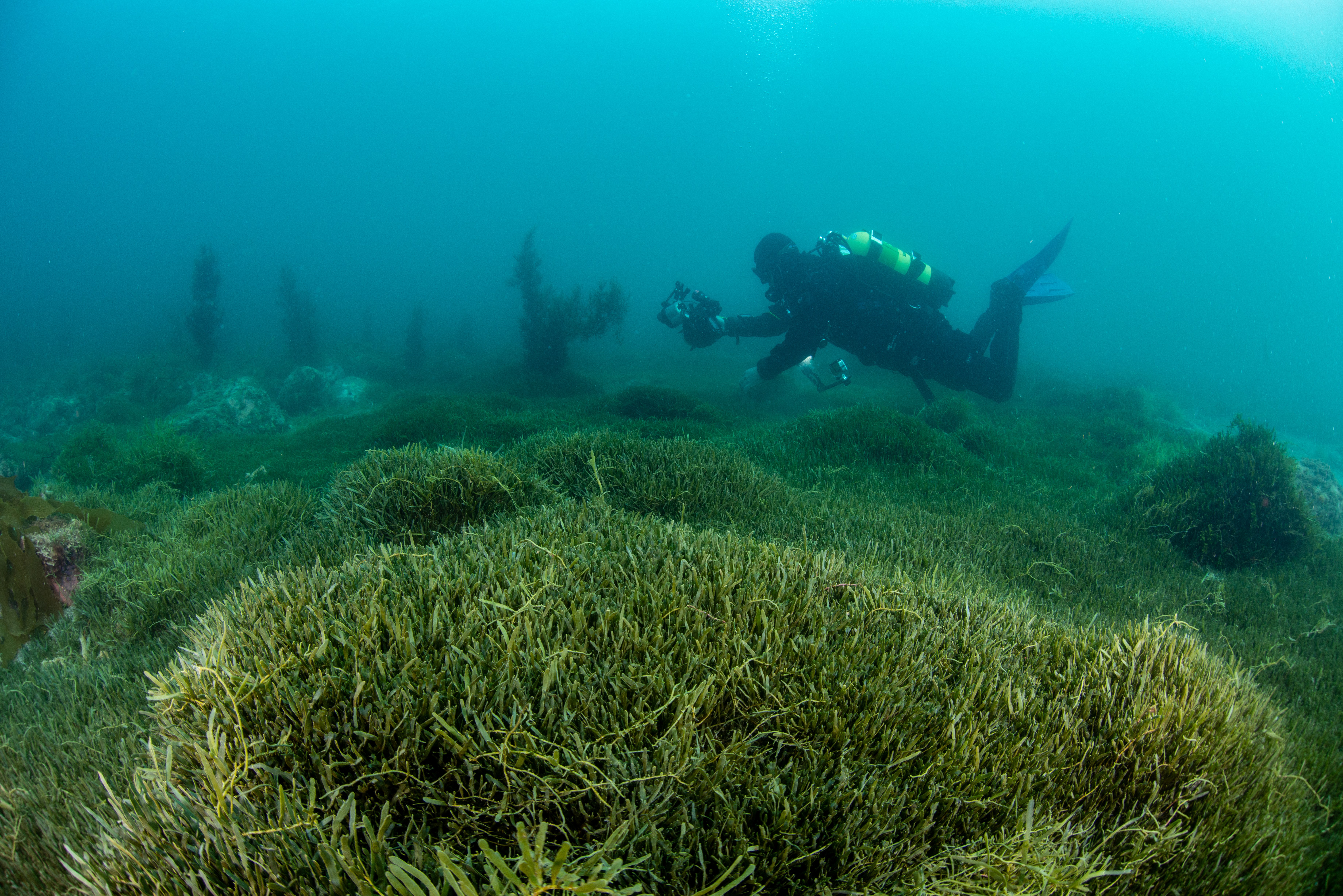 A diver swimming over a bed of Caulerpa CREDIT Irene Middleton, Biosecurity NZ