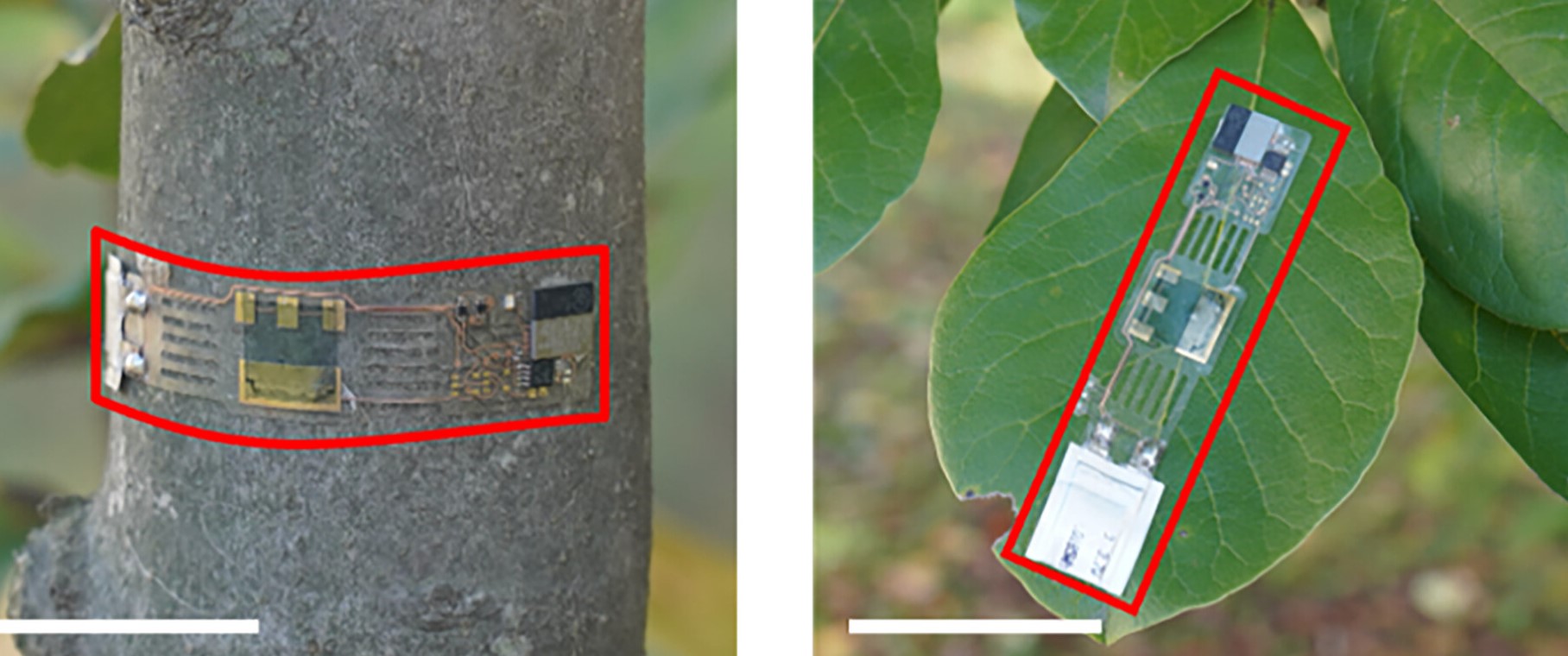 Photographs of the proposed circuit-integrated ZTO nanocomposite DUV PDs attached on various surfaces including (B) tree bark, (C) leaves. Credit: Taehyun Park et al. ,An integrated wireless deep-UV sensing system for intelligent early fire detection.Sci. Adv.12,eaef4143(2026).DOI:10.1126/sciadv.aef4143