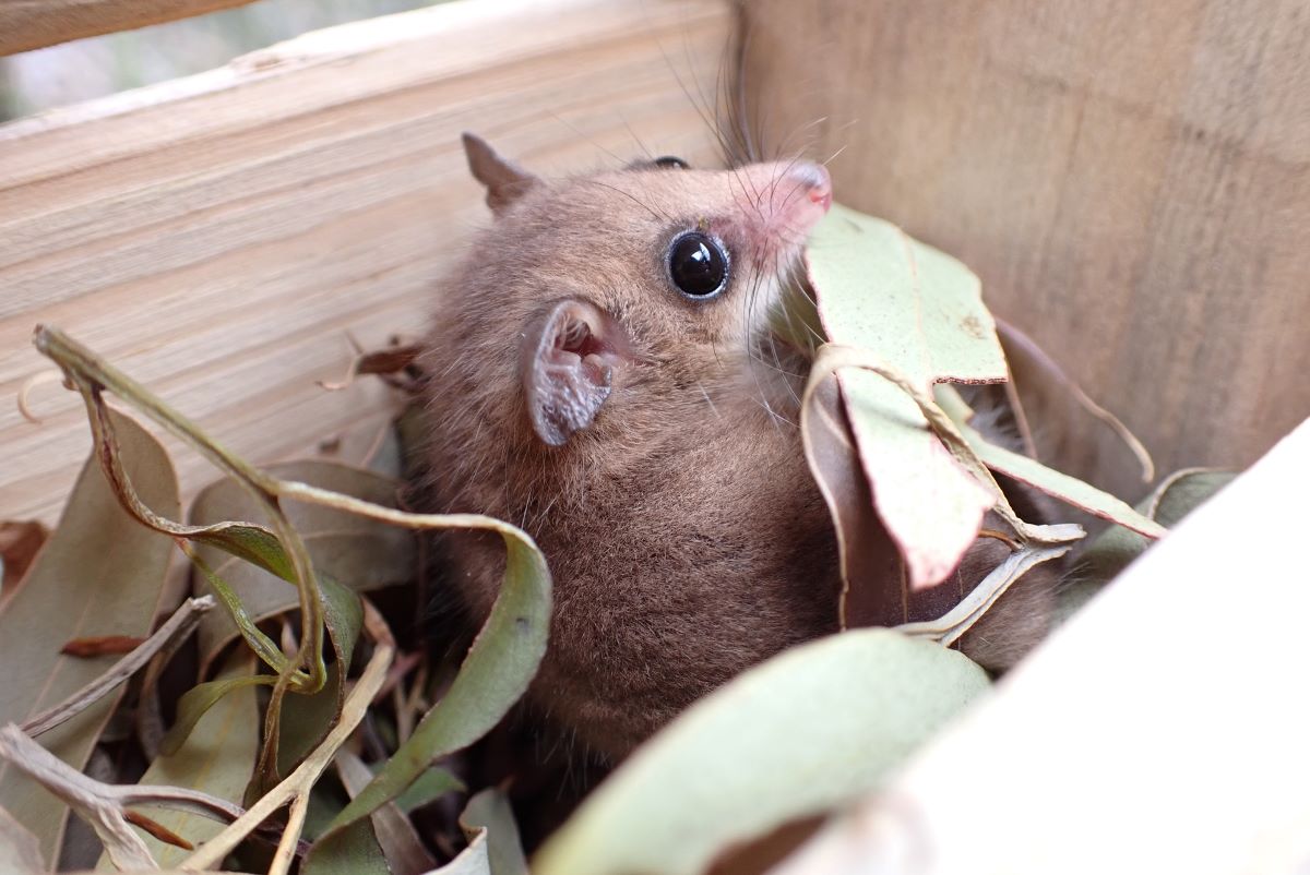 A female western pygmy-possum made a leaf nest in a box with a 20-millimetre opening. Credit: Dr Sophie Petit
