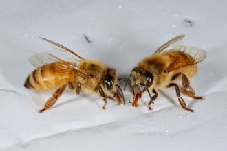 Bees drinking dsRNA biopesticide